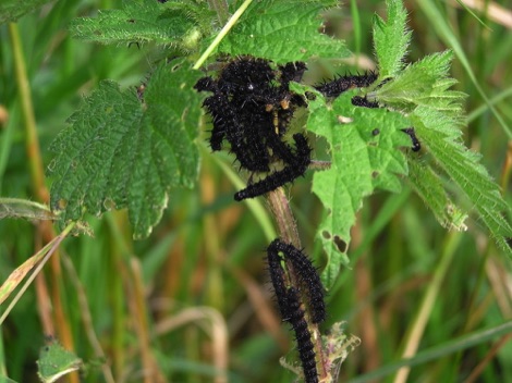 Peacock caterpillars on nettles